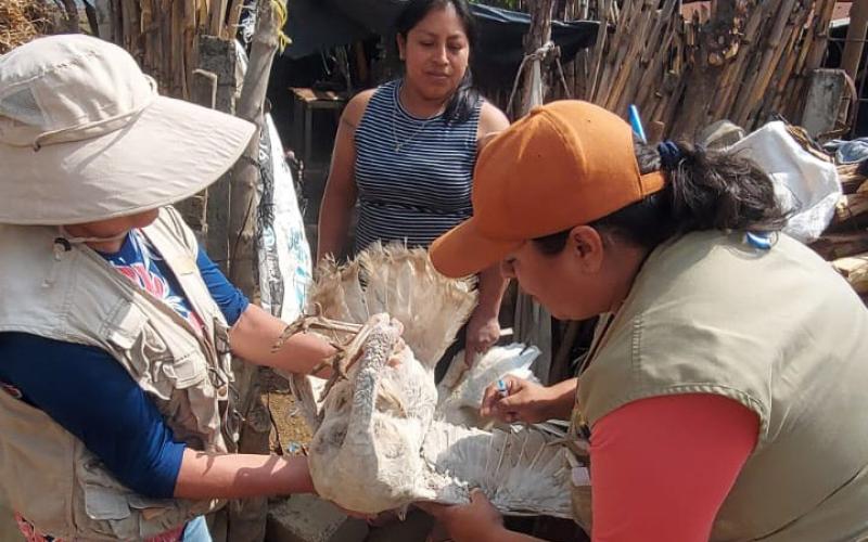 En Jutiapa fortalecen vigilancia epidemiológica contra influenza aviar