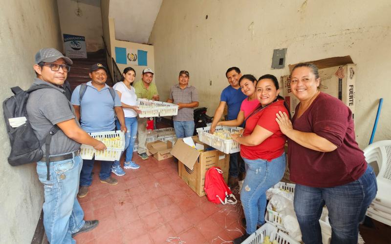 Familias de Suchitepéquez reciben apoyo para impulsar la producción avícola