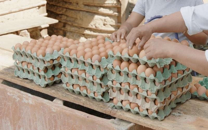 Avicultores son capacitados para mejorar producción en Petén