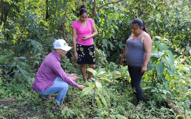 Capacitan a productores para mejorar de cacao