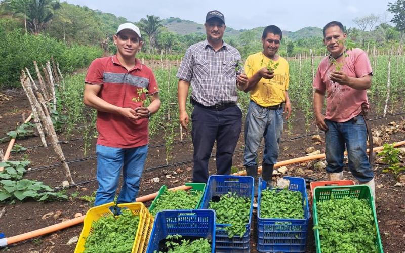 Entregan pilones de diferentes variedades de chiles