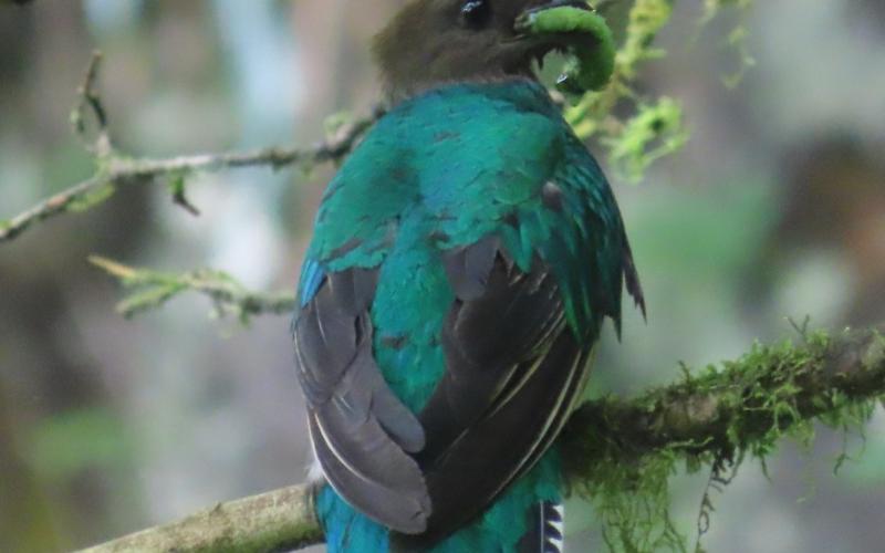 quetzal