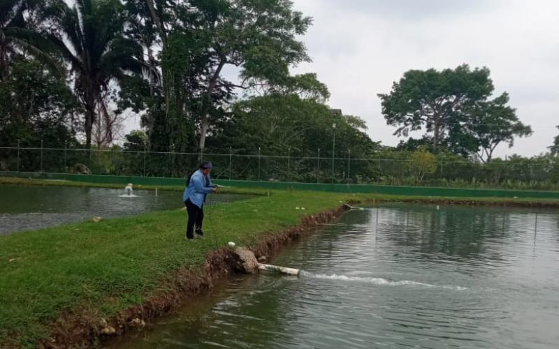 Brindan asistencia para producción de tilapia en San Luis, Petén