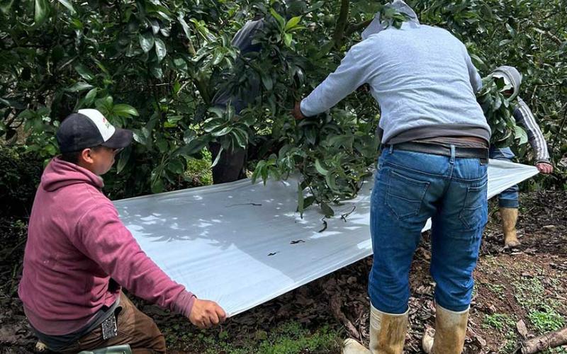 Monitorean fincas de aguacate Hass