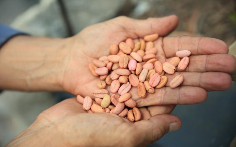 Pequeños cafetaleros beneficiados con nuevos créditos