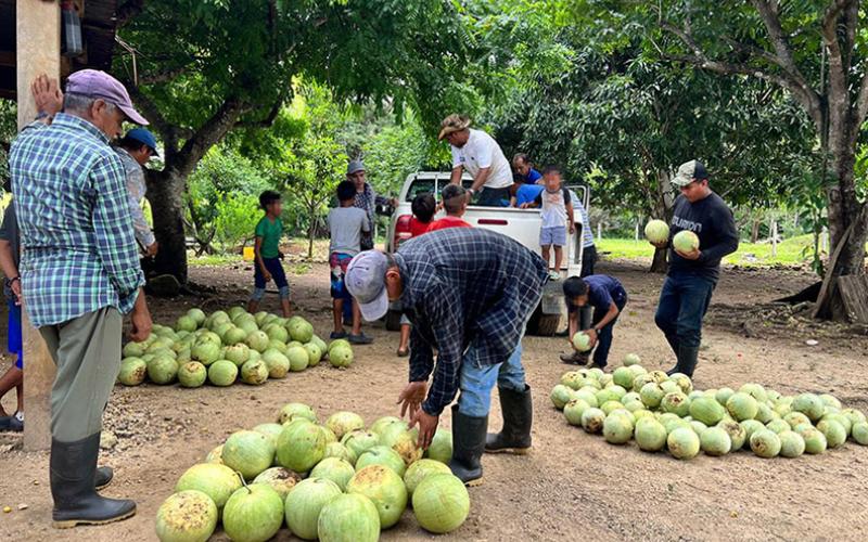 Apoyan colecta de cosecha de sandía en Poptún