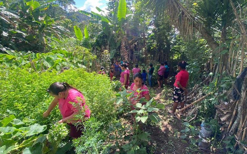 Huertos comunales favorecen a 49 familias