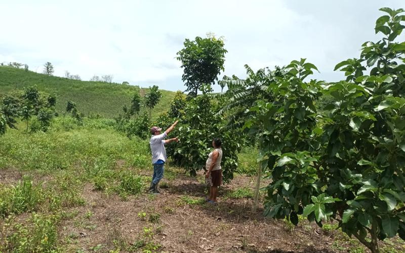 Ofrecen asistencia técnica en Petén