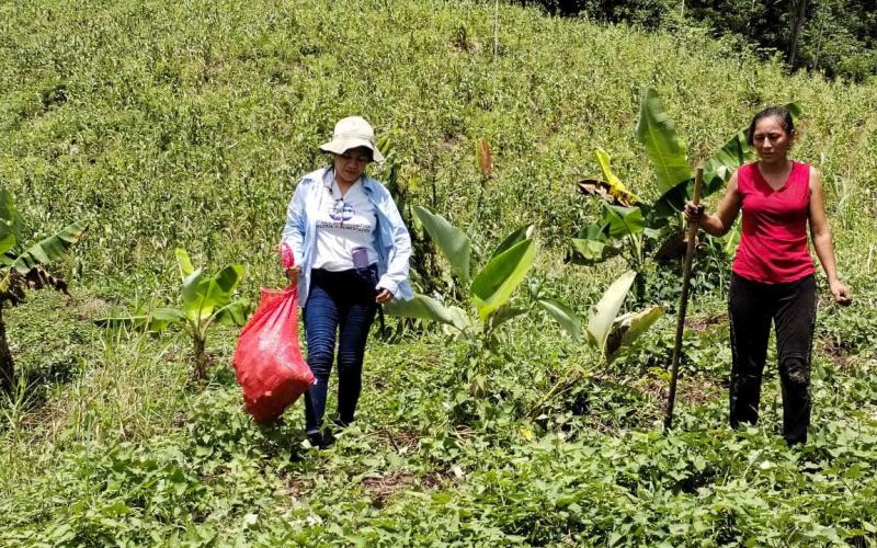Apoyan cosecha de camote en huerto comunitario