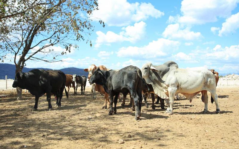 La clave para prevenir el gusano barrenador: revisión y curación de heridas en animales 