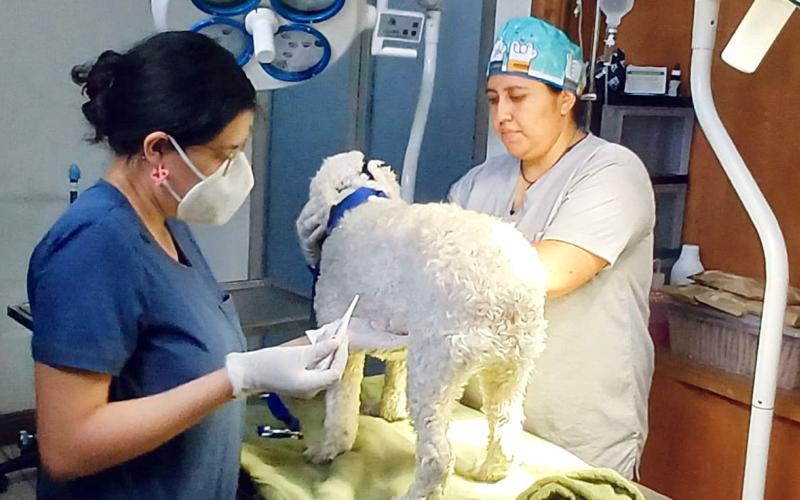 Por un futuro libre de dolor y enfermedad para nuestros animales