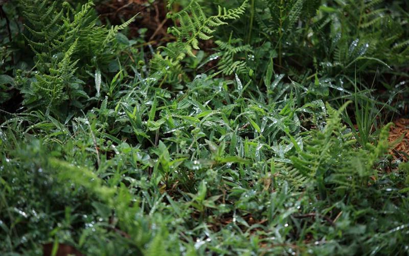 Tome en cuenta las condiciones climáticas de esta semana para su actividad agrícola