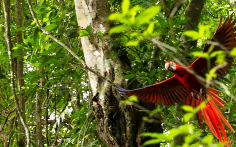 guacamaya