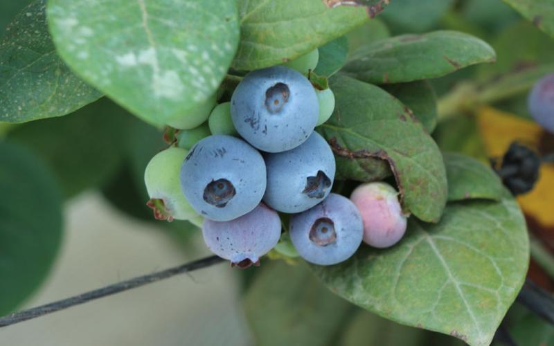Clima frio propicia buena producción de algunas frutas