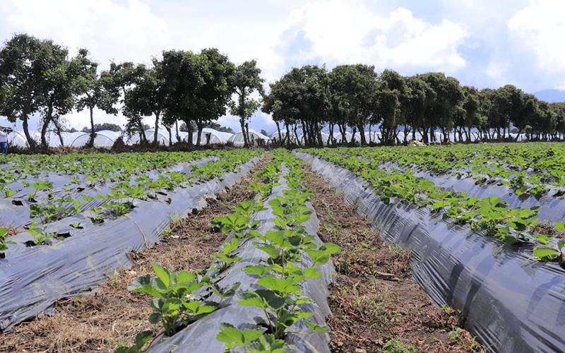 Conozca aspectos del cultivo de fresa