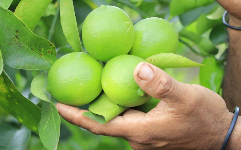 El limón 