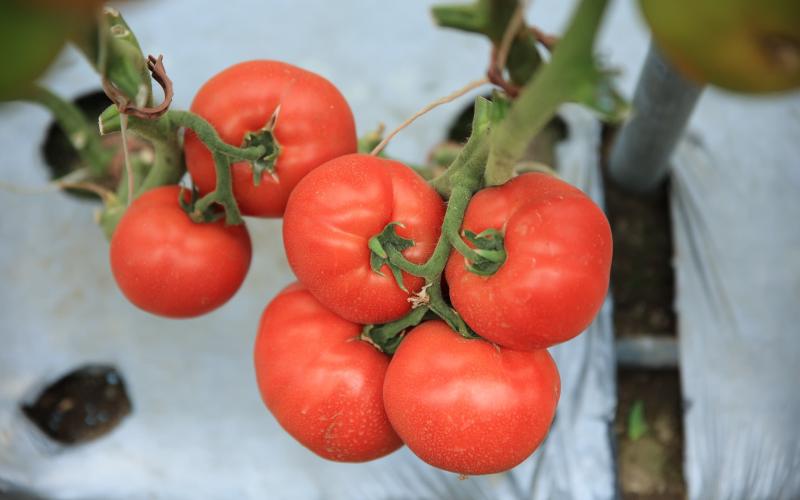 El tomate