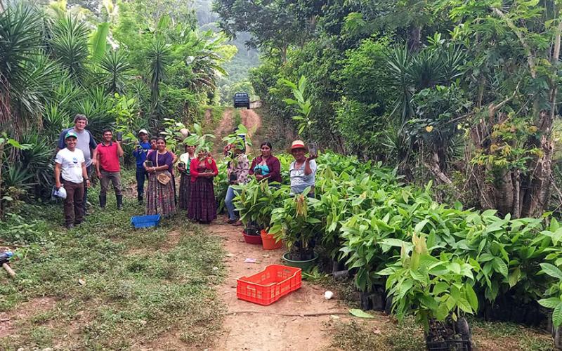 Entregan plantas de cacao a familias rurales de la zona de adyacencia