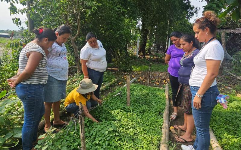 Al cultivar hierba mora, cosecha vitaminas y minerales