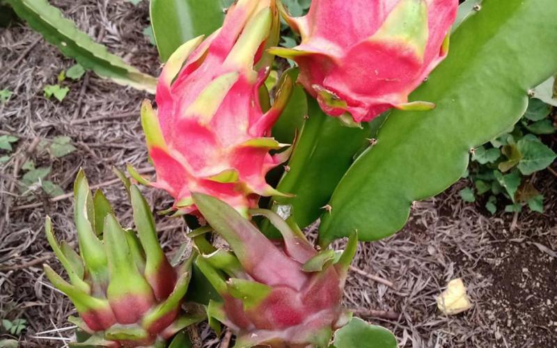 Invitan a participar en el Encuentro Nacional de Productores de Pitahaya