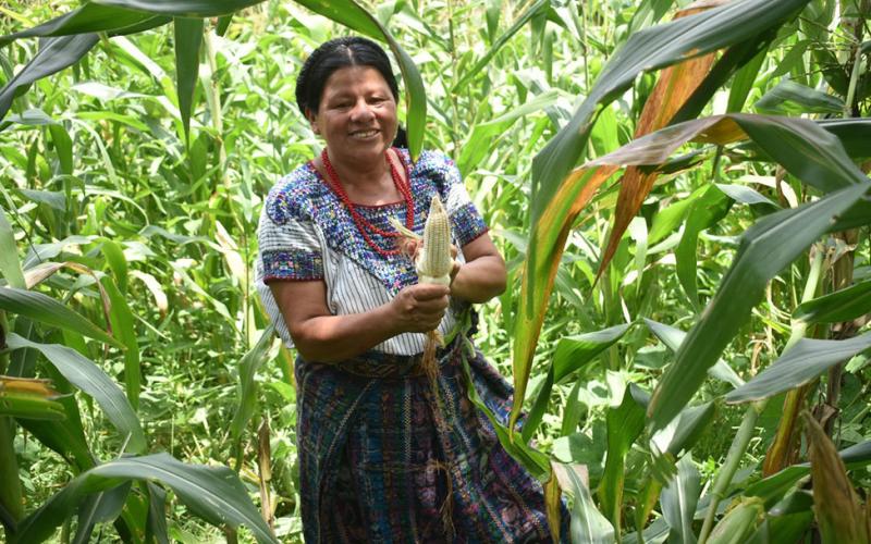 Producción agrícola en San Miguel Chicaj es respaldada por Seguro Agropecuario