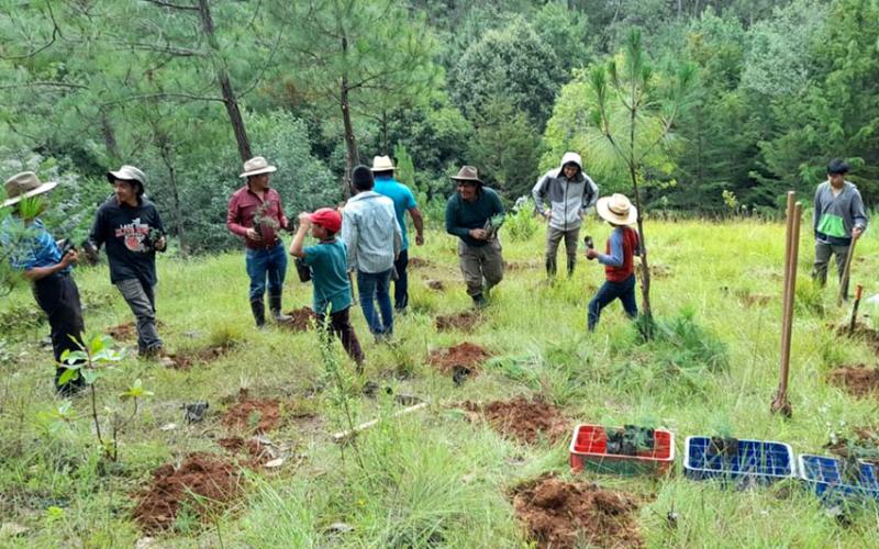 Protegerán cuencas hidrográficas de Quiché con plantas forestales