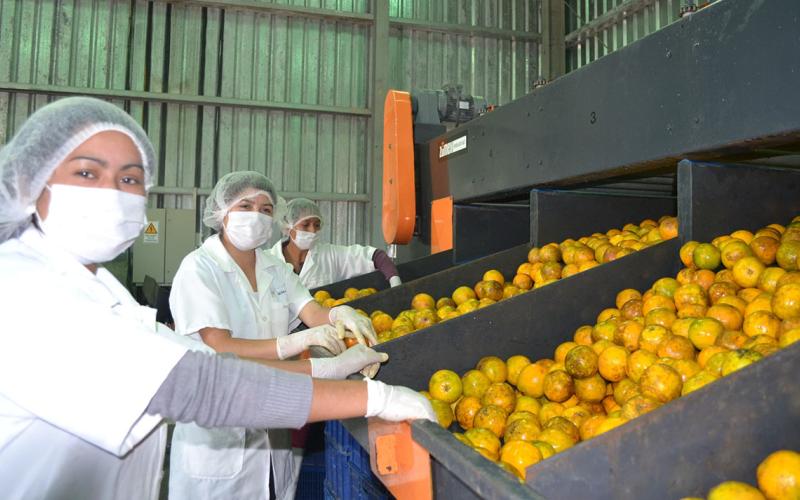 Un cítrico dulce rico en vitamina C