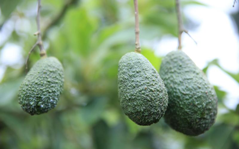 Aguacate Hass podrá ingresar a los Estados Unidos de América