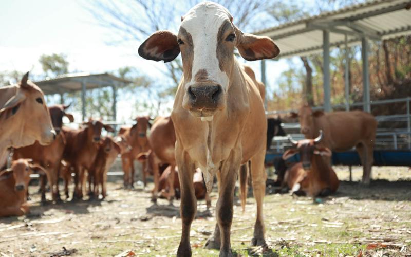 Conozca a qué se le llama ganado estabulado