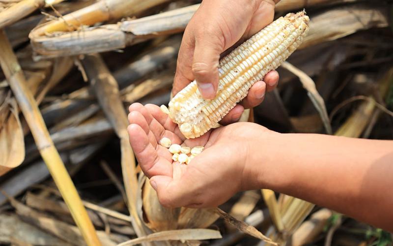 Conozca qué es la tapisca en Guatemala
