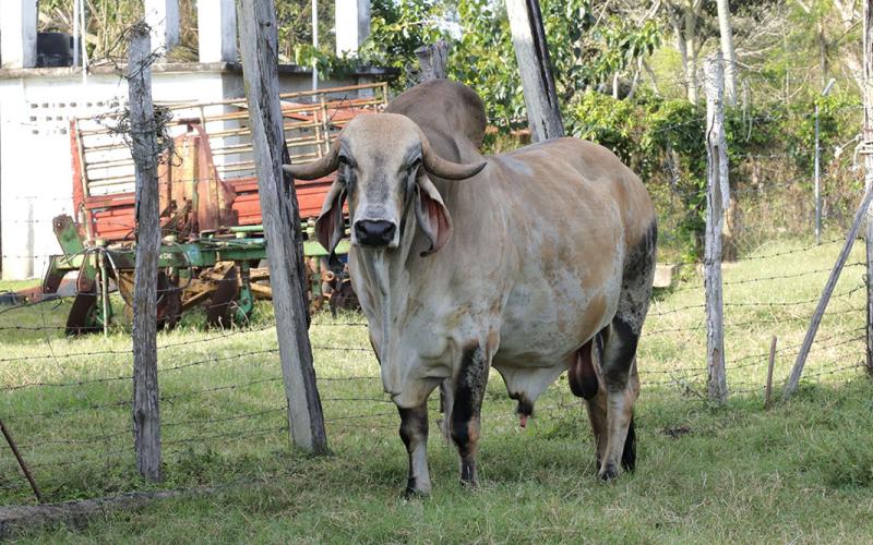 El Centro Genético del Petén mejora calidad de ganado bovino