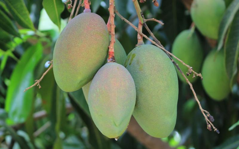 El mango, fruta valorada por su sabor, versatilidad y valor nutricional 