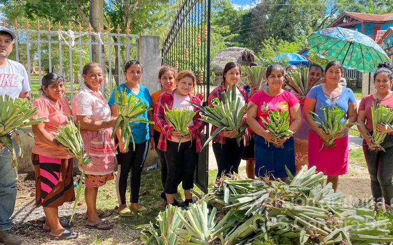 Entregan hijuelos de piña en Poptún