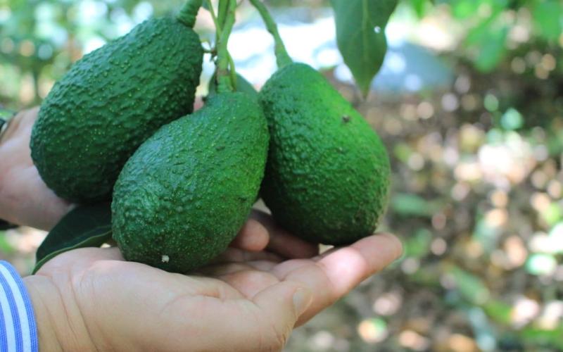 Fortaleciendo la producción de aguacate Hass en Guatemala