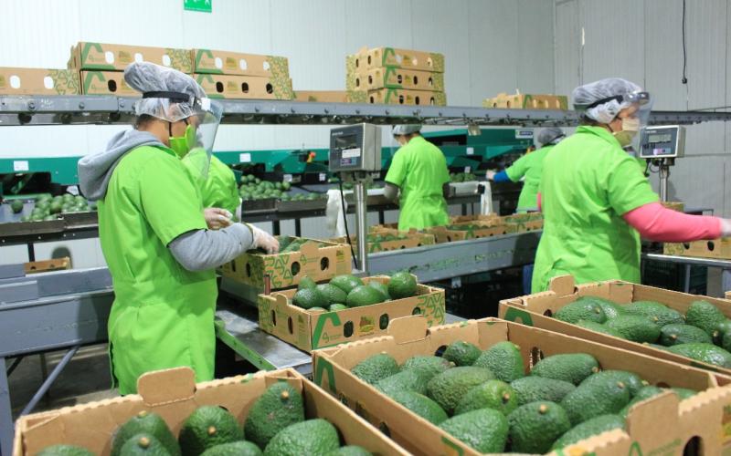 Productores están listos para primeras exportaciones de aguacate a EE. UU.
