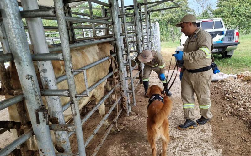 Se garantiza sanidad y calidad del ganado guatemalteco exportado a México