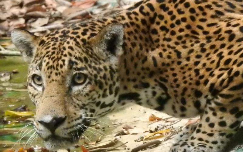 jaguar