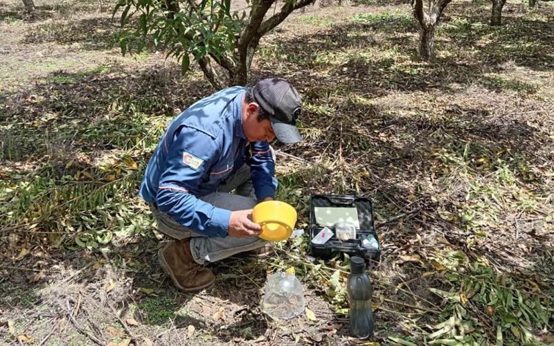 Acciones preventivas clave para evitar el ingreso de moscas de las frutas al país