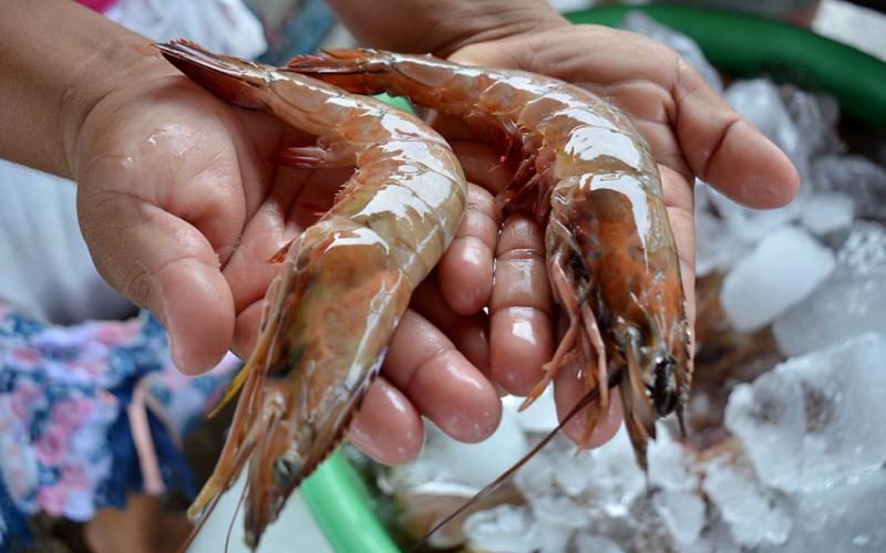 El camarón una fuente de Omega-3
