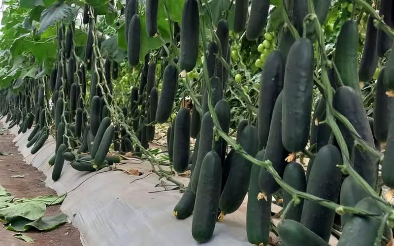El cultivo de pepino permite varias cosechas al año