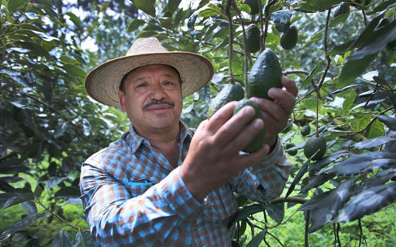 Productores de aguacate Hass serán capacitados para optimizar su competitividad