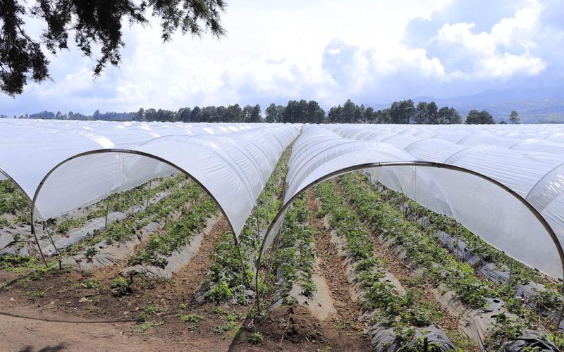 Barreras rompe vientos para protección de los cultivos