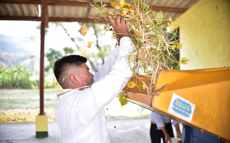 Conozca qué es el trillado del frijol