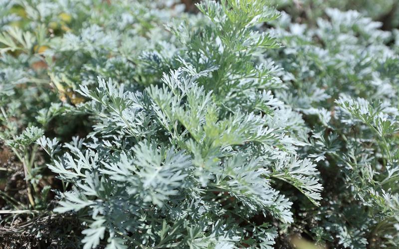 Conozca una planta desparasitante cuyo cultivo empieza a crecer en el país