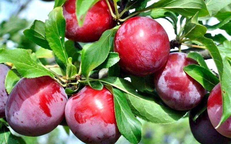 La fruta que ayuda a tener una piel sana 