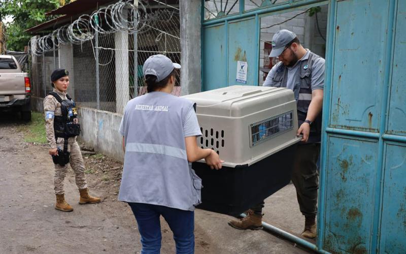 Decomisan dos perros en estado crítico de salud en Masagua, Escuintla