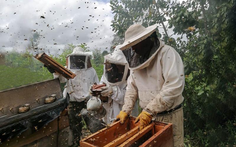 Fortalecen producción apícola en Flores, Petén