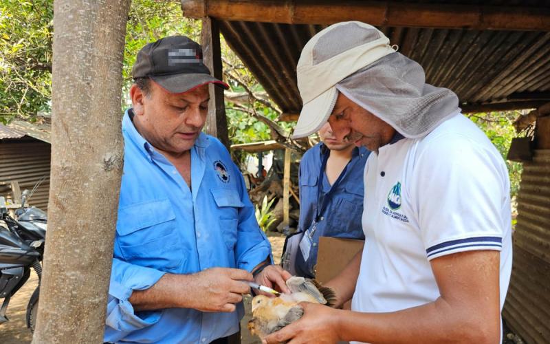 Jornadas de vacunación aviar iniciarán en marzo