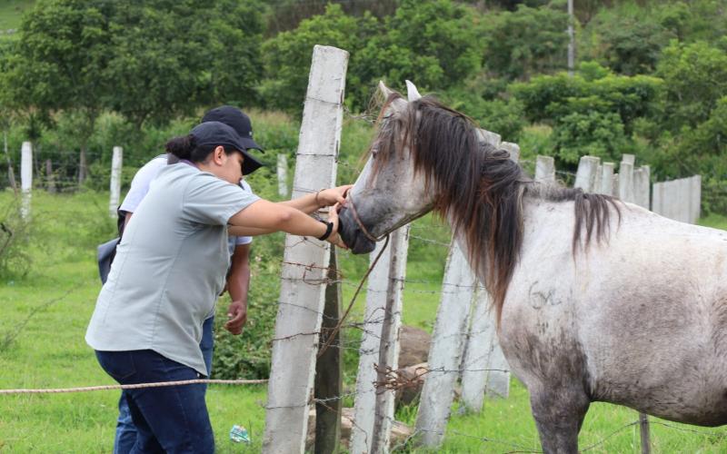 Ley de Protección y Bienestar Animal cumple ocho años de su aprobación