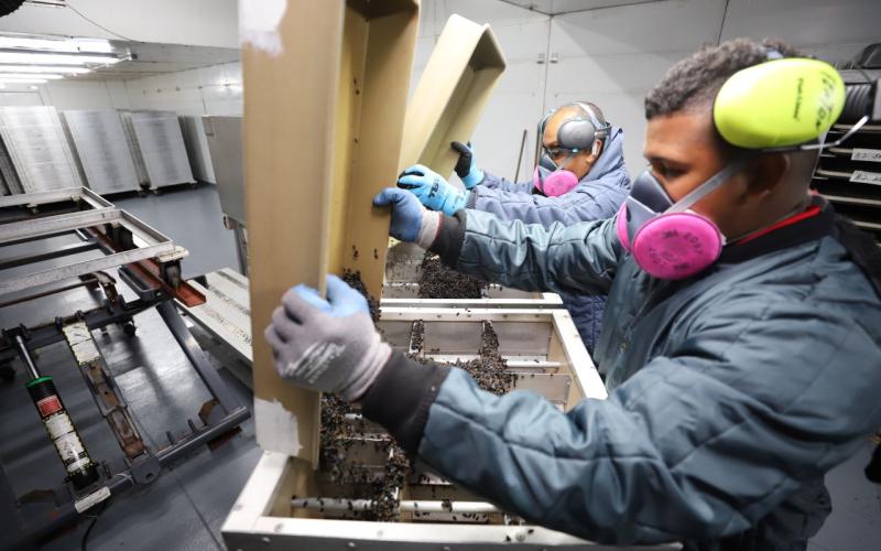 Más de 282 millones de moscas estériles se han dispersado